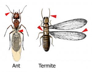 Image of termite with equal shaped wing and an ant with shorter hind wings
