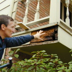 An example of bee colony located exterior of structure