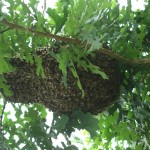 Bees naturally resting in a tree as they move the new queen