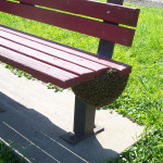 Bees on a school bench