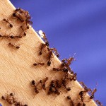 fire ants on stick - USDA