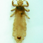 Image of head louse 