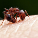 Because they are so common throughout the South, fire ant risks are often underestimated. 