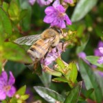 Insects like bees, are the most common and abundant pollinators 