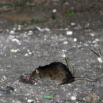 Norway rat exploring for food 