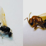 Male (left) and female carpenter ant swarmers. Note the pinched waist that distinguishes these insects from termites.