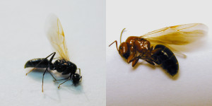 Male (left) and female carpenter ant swarmers.