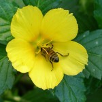 Bees are just one of the many beneficial insects that help with pollination. 