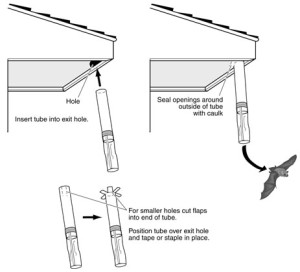 Diagram of how to install bat eviction tubes