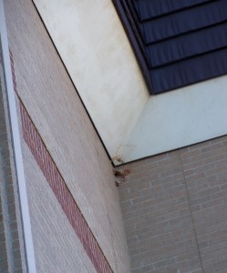 Bats at a corner entry point of a school building