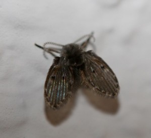 Integrated Pest Management of Nonbiting Flies in Schools