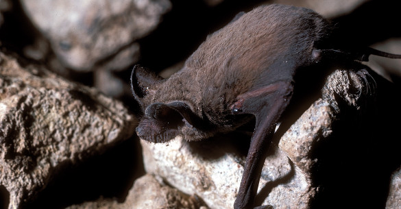 Mexican Free Tail Bat
