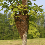 A bee swarm consists of a queen bee surrounded by her colony of worker bees.  Children and others should be warned to keep away from such swarms until it can be removed. 
