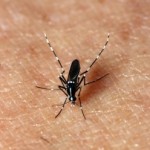The Aedes albopictus or Asian tiger mosquito (shown here) is one of the two mosquito species known to commonly transmit chikungunya. The other is Aedes aegypti. Both species are found in Texas. (Texas A&M AgriLife Extension Service photo by Mike Merchant