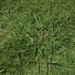 Image of Dallisgrass from the top 