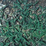 Image of Crabgrass from top 