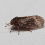 Image of a psyllid 