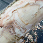 Image of Emerald ash borer larva and damage under the bark of white fringetree