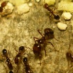 Image of fire ants and ant bait
