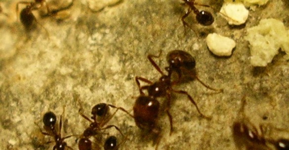 fire ants