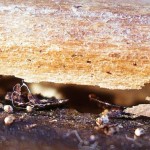 Image of Drywood termite pellets (fecal material).