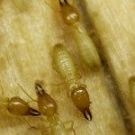 Image of Formosan subterranean termite soldiers