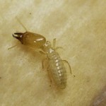 Image of native subterranean termite soldier