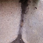 Subterranean termite mud tube and activity.