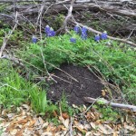 Fire ant mound hidden in the grass with bluebonnets behind the mound