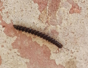image of millipede crawling on unknown surface