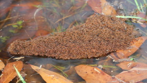 Fire ants linked together to form a raft floating on water