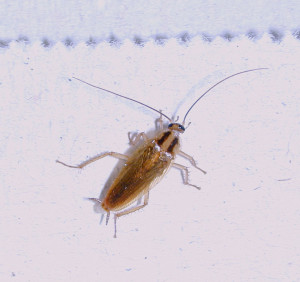 german cockroach on surface