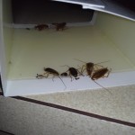 German cockroaches on glue board 
