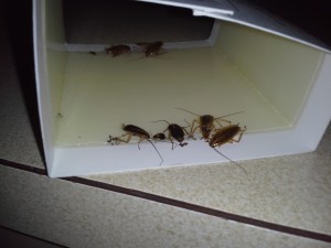 german cockroaches on a glue board