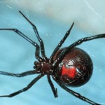 Image of Black Widow showing the red hourglass on the abdomen