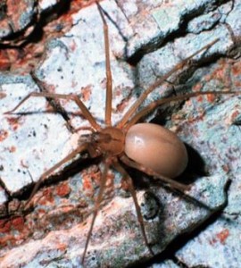 Brown Recluse Spider Image by John Jackman
