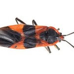 Image of black and orange large milkweed bug