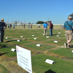 Turfgrass experimental plots in College Station. Image by Kay Ledbetter, AgriLife Extension 