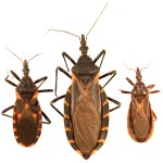 Images of Kissing bugs all life stages - image courtesy of Gabe Hamer, Texas A&M University 