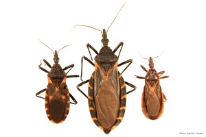 Three kissing bugs various life stages