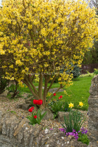 Forsythia Lynwood Gold shrub in bloom with tulips and daffodils growing beneath