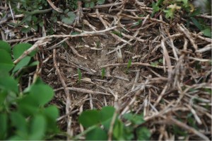 Image of small sprigs of crabgrass sprouting in early spring
