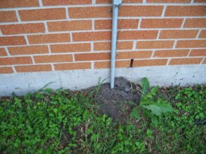 Fire ant mounds surround a vertical pipe running up an exterior brick wall