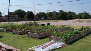 School garden raised beds in a grassy area