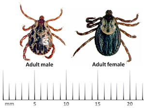 Images of Adult Male and Female American Dog Ticks with millimeter ruler_TAMUtickapp