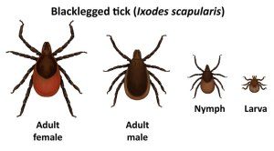 Images of life stages of blacklegged tick_CDC