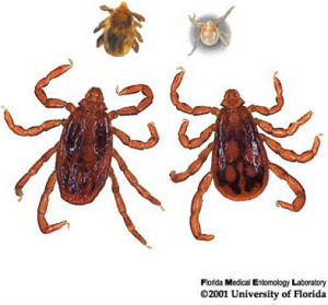 Life cycle images of the brown dog tick