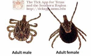 Images of adult male and female cayenne tick