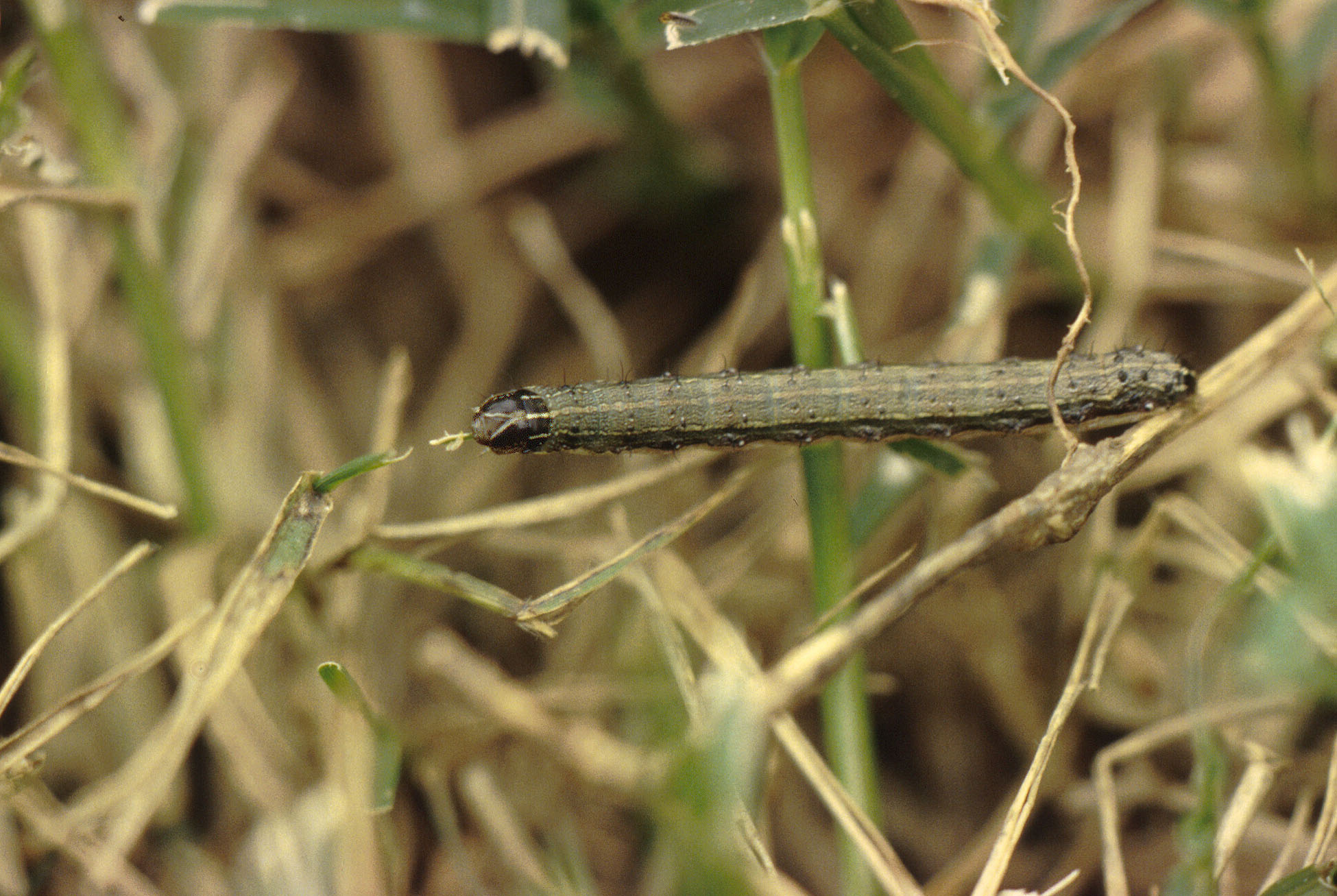 Fall armyworm on bermudagrass, Texas A&M AgriLife Extension photo