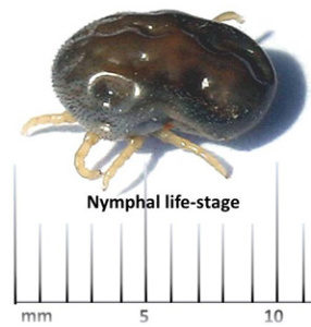 Image of spinose ear tick